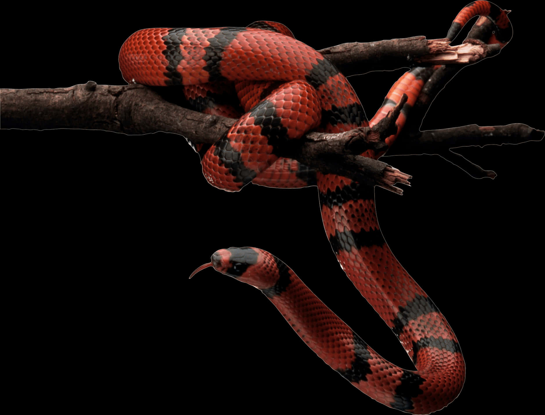 Red Black Snakeon Branch.jpg PNG with transparent background