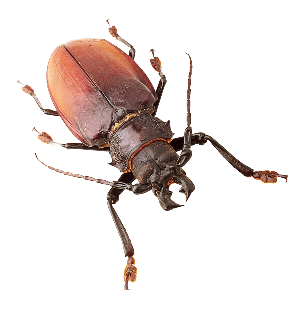 Red Brown Beetle Isolated Background