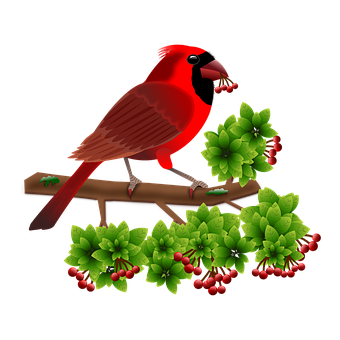 Red Cardinal Birdon Branch PNG with transparent background
