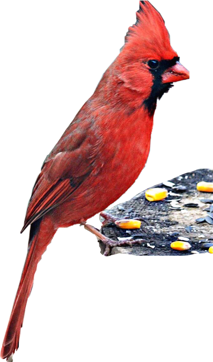 Red Cardinal On Feeder.png