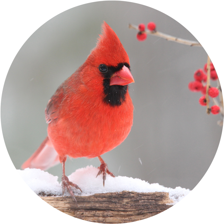 Red Cardinalin Snow