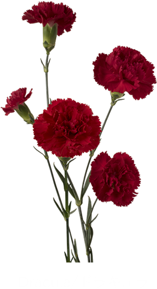 Dracula Carnation, HD Png Download PNG with transparent background