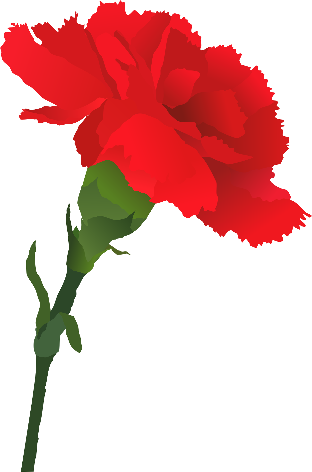 Red Carnation Vector Art