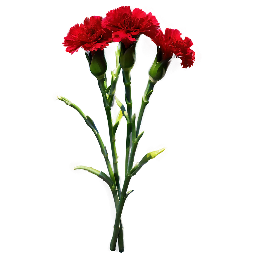 Red Carnations Delight Png Aof14