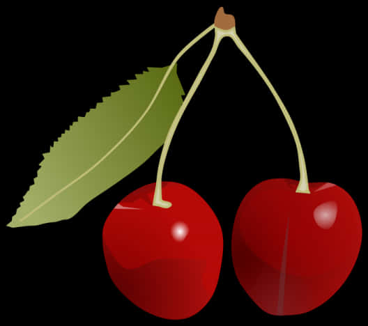 Red Cherrieswith Leaf Vector