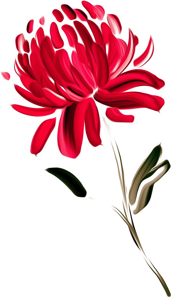 Australia Waratah Painted Chrysanthemums Chrysanthemum - Australian Flowers Clipart Png, Transparent Png PNG with transparent background