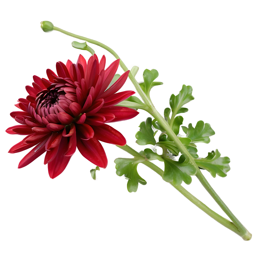 Red Chrysanthemum Closeup Png 80