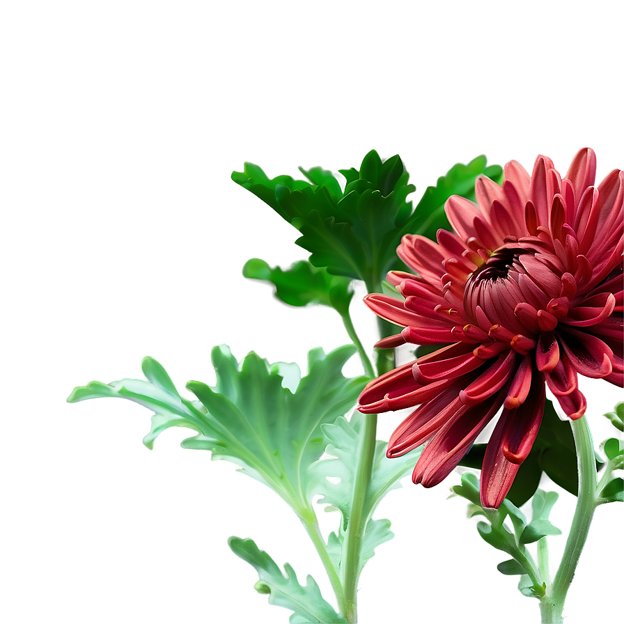 Red Chrysanthemum Closeup Png Xff