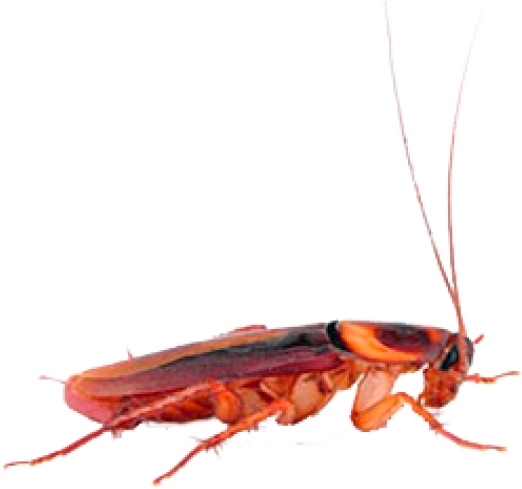 Roach Png Free Download - Hornet, Transparent Png PNG image with a transparent background, free high-resolution download