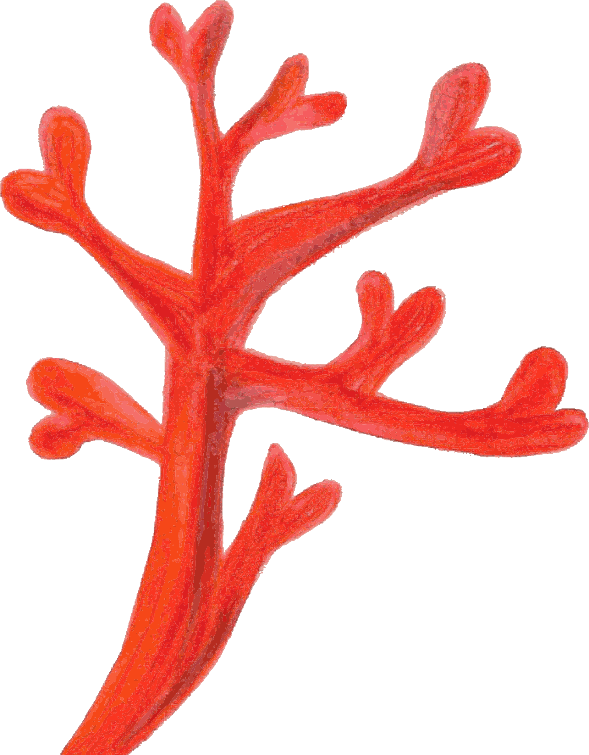 Red Coral Branch Isolated