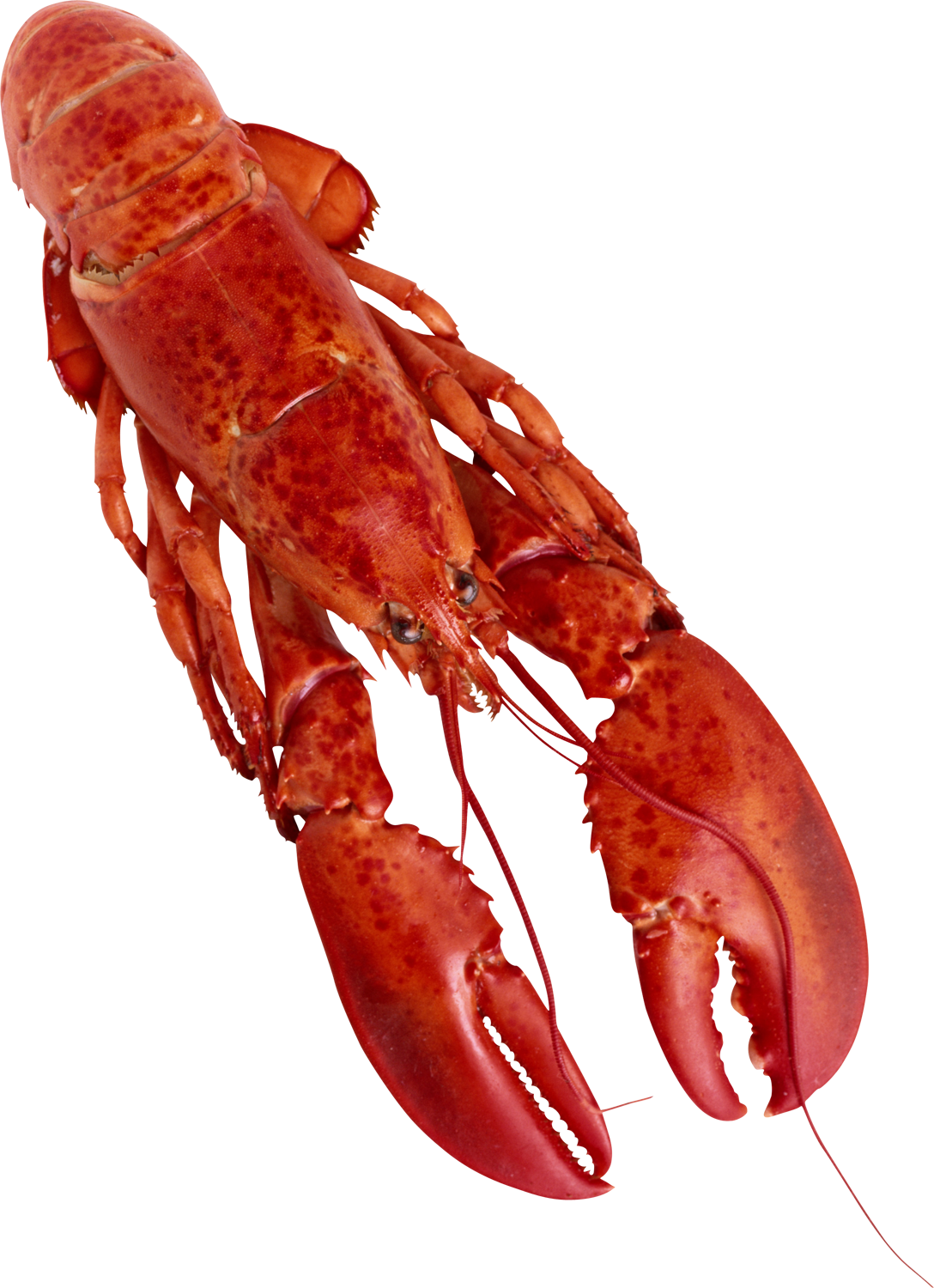 Red Crayfish Isolatedon Transparent Background