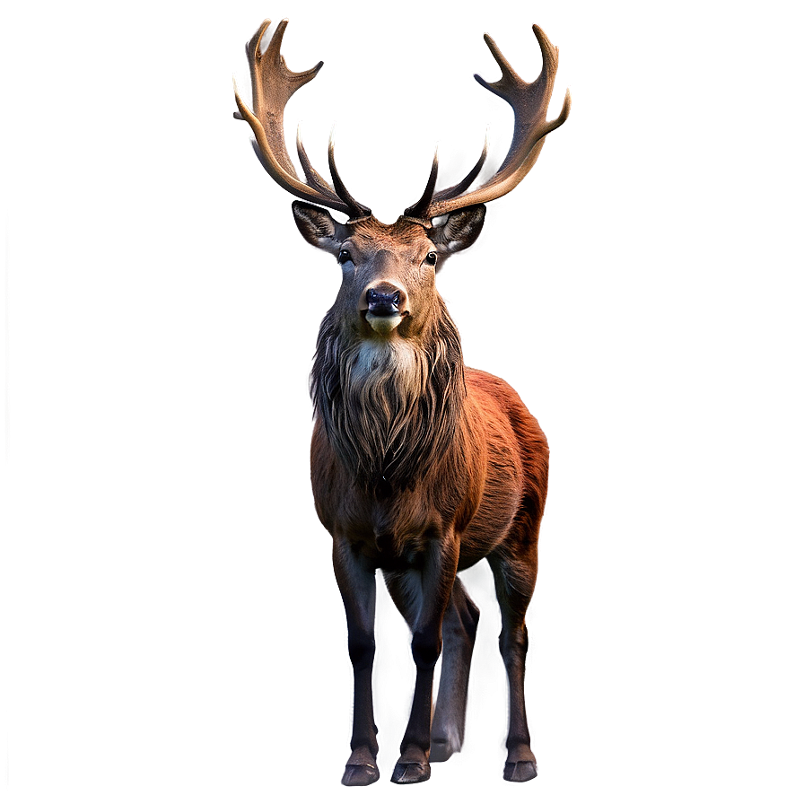 Red Deer Stag Png 49