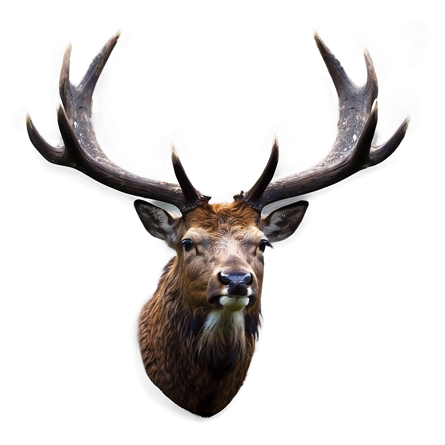 Red Deer Stag Png Xrr12