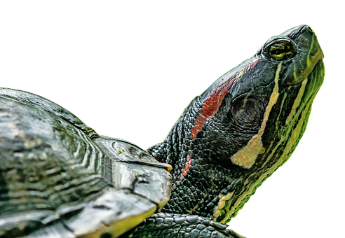 Red Eared Slider Profile PNG with transparent background