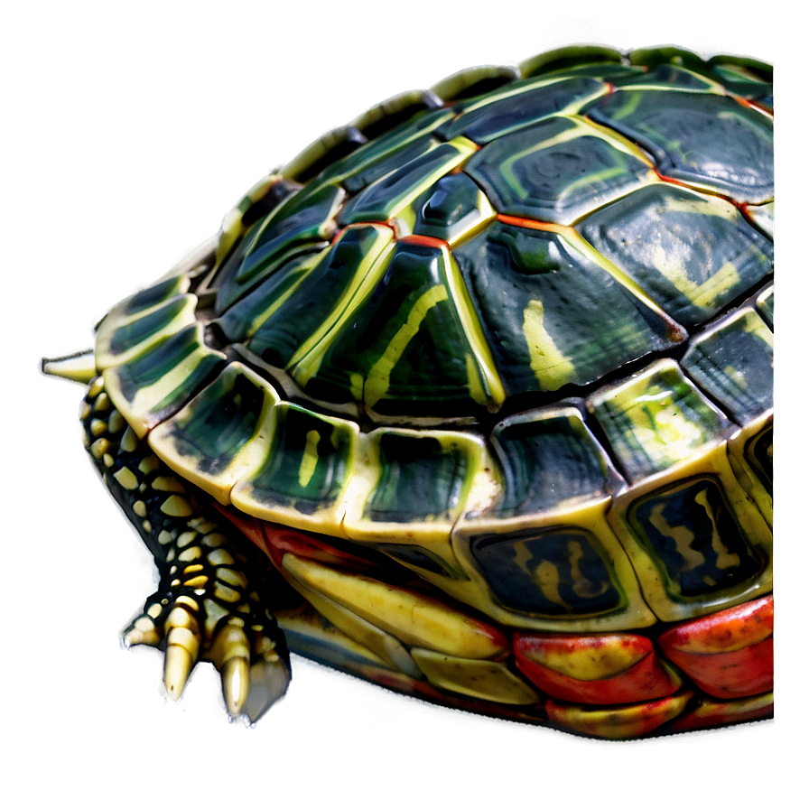 Red-eared Slider Turtle Png 11