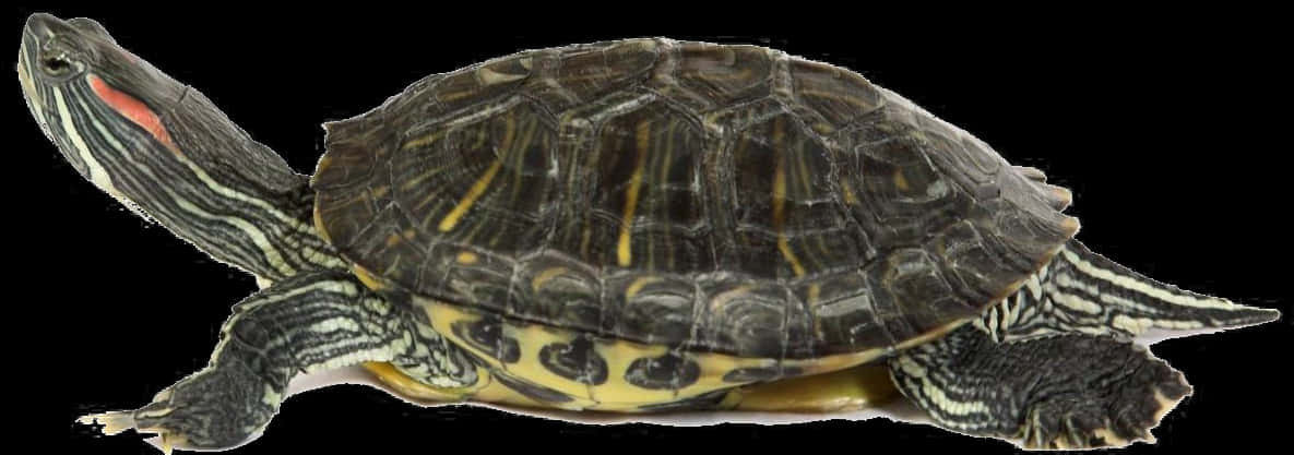 Red Eared Slider Turtle Profile