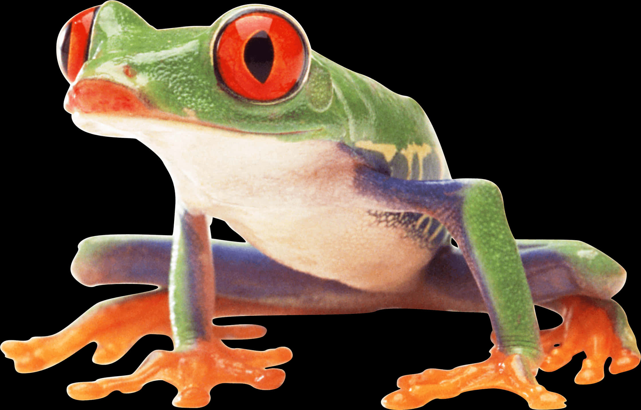 Red Eyed Tree Frog Profile