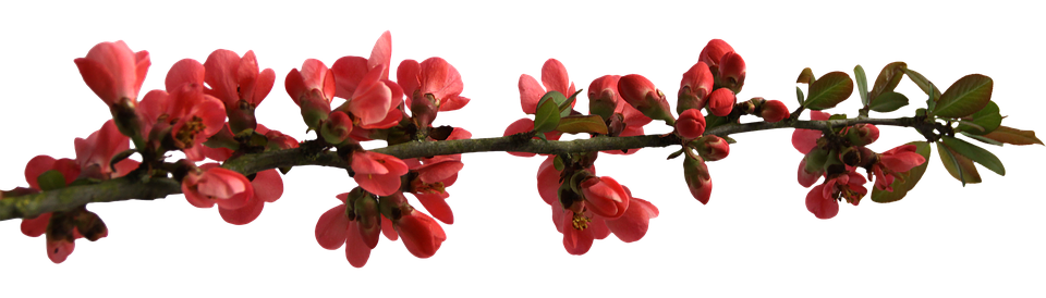 Red Flowering Branch Transparent Background.png