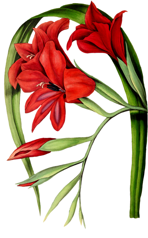 Red Gladiolus Botanical Illustration