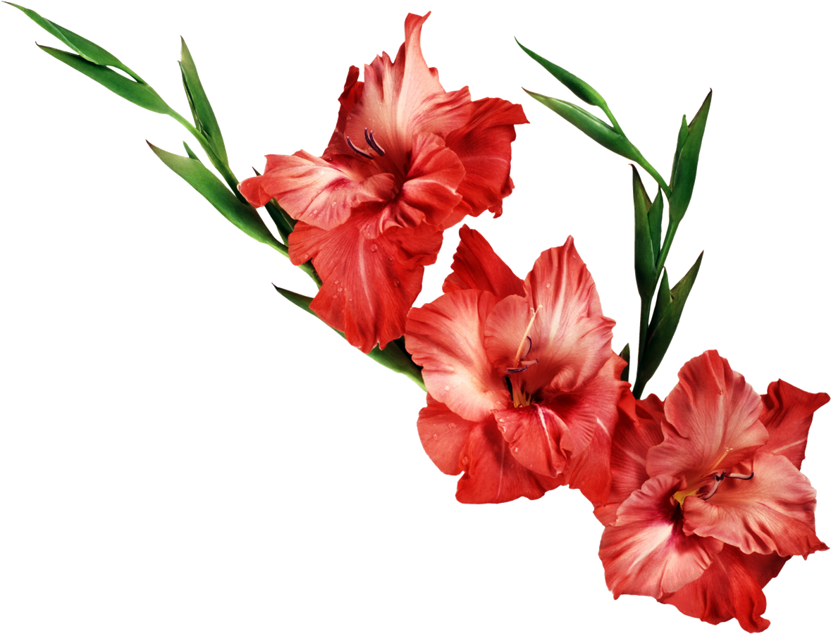 Red Gladiolus Flowers Transparent Background