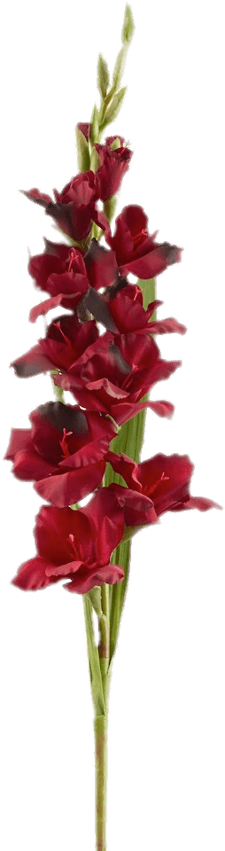 Red Gladiolus Stem Isolated