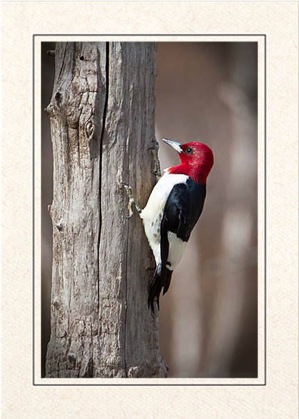 Red Headed Woodpecker On Tree