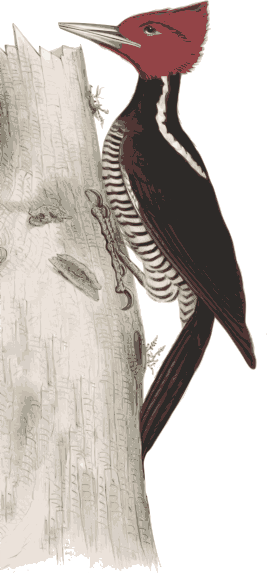 Red Headed Woodpecker On Tree