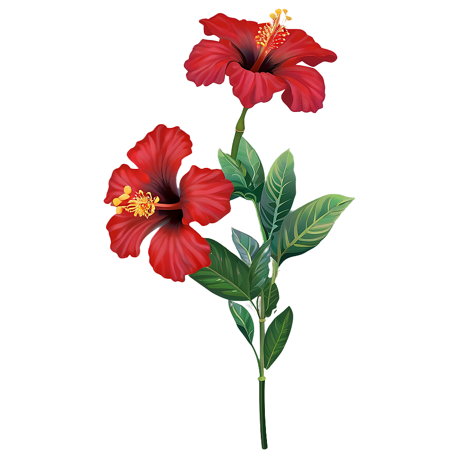 Red Hibiscus PNG 05232024 PNG with transparent background