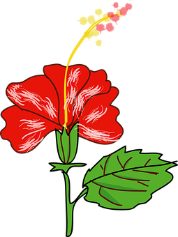 Red Hibiscus Vector Illustration PNG with transparent background