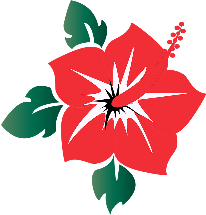 Red Hibiscus Vector Illustration PNG with transparent background