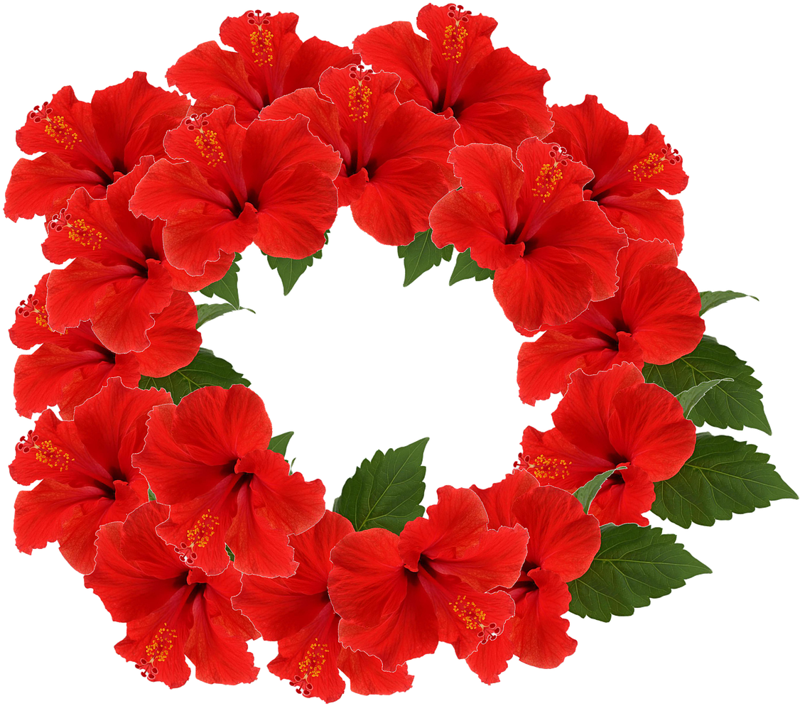 Red Hibiscus Wreath Transparent Background PNG with transparent background