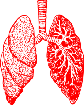 Red Human Lungs Illustration PNG with transparent background