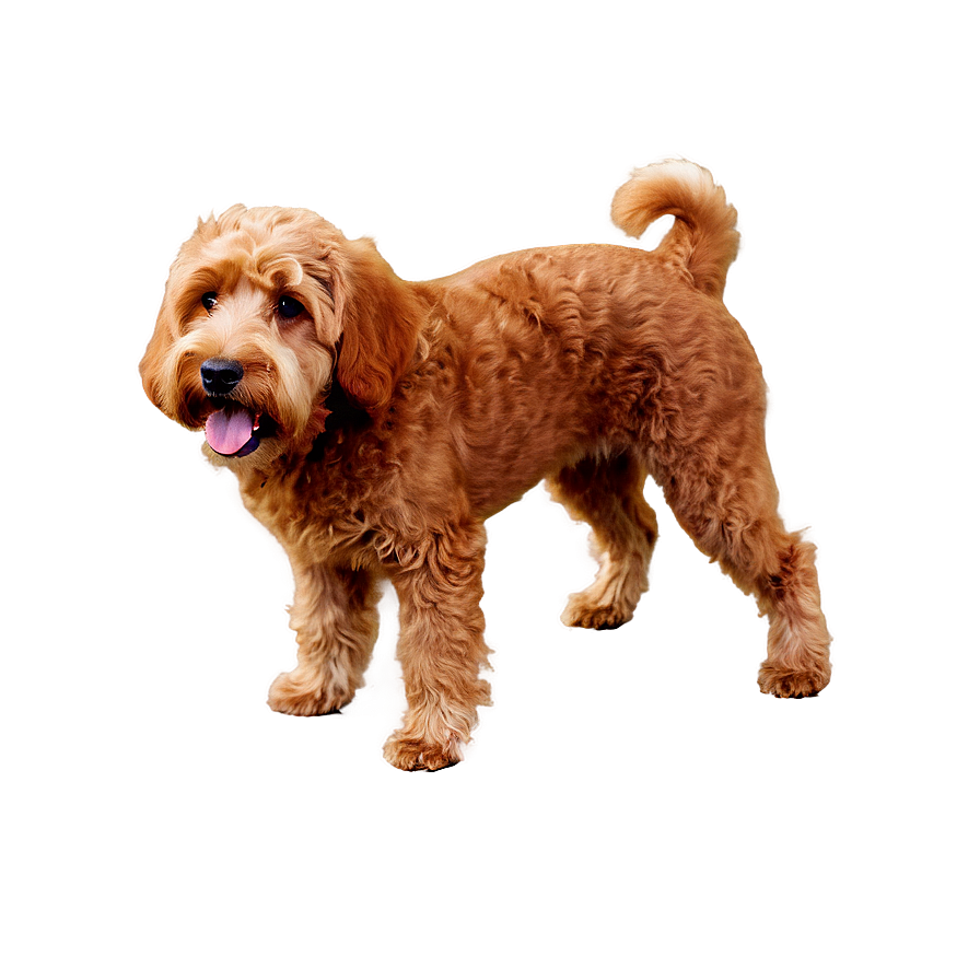 Red Labradoodle Dog Png Ece