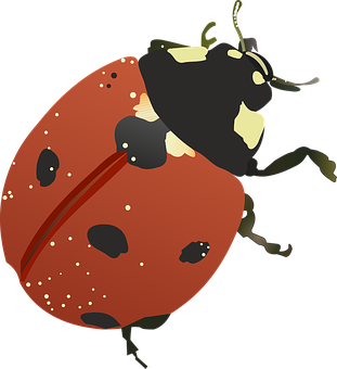 Red Ladybug Illustration PNG with transparent background