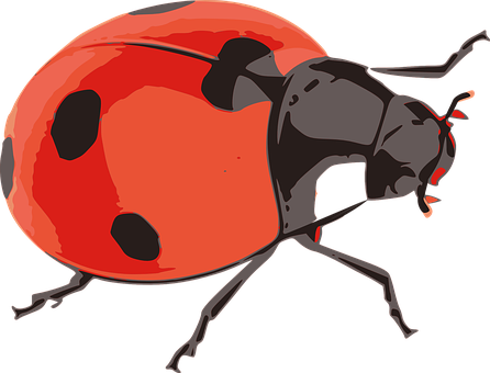 Red Ladybug Illustration PNG with transparent background