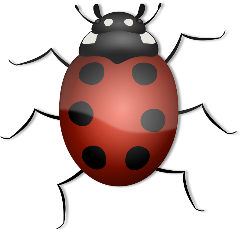 Red Ladybug Illustration