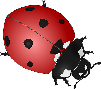 Red Ladybug Illustration PNG with transparent background