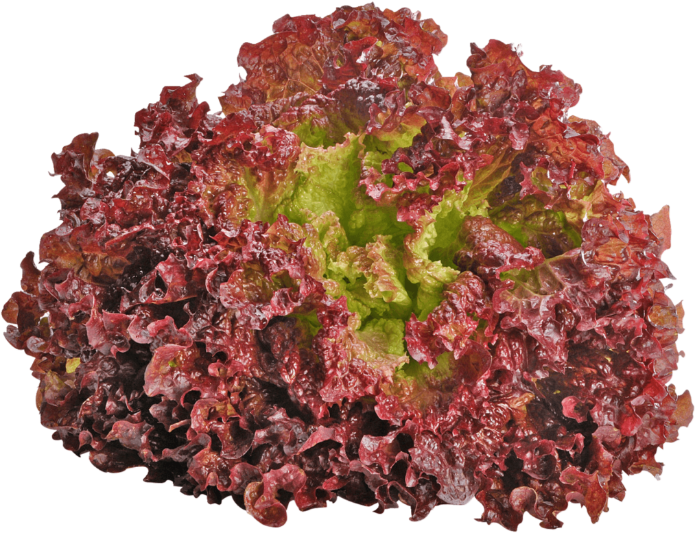 Red Leaf Lettuce Isolated