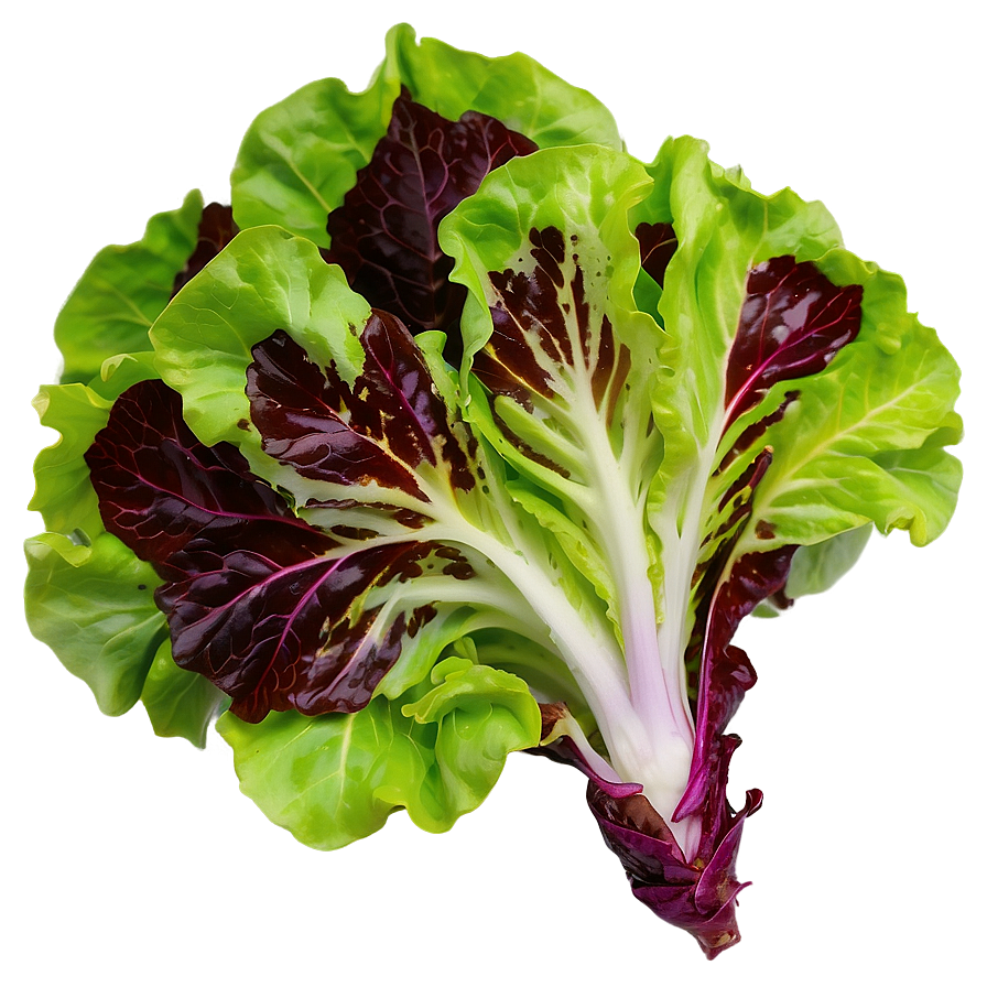 Red Leaf Lettuce Png Mix