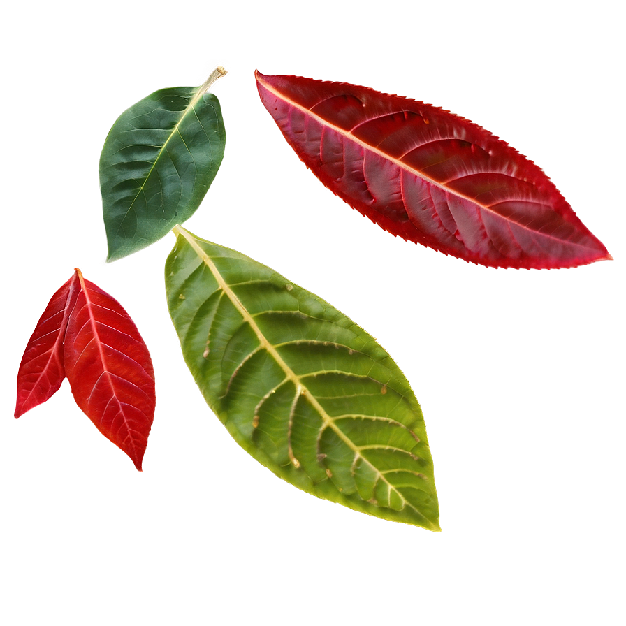 Red Leaf Png 05032024