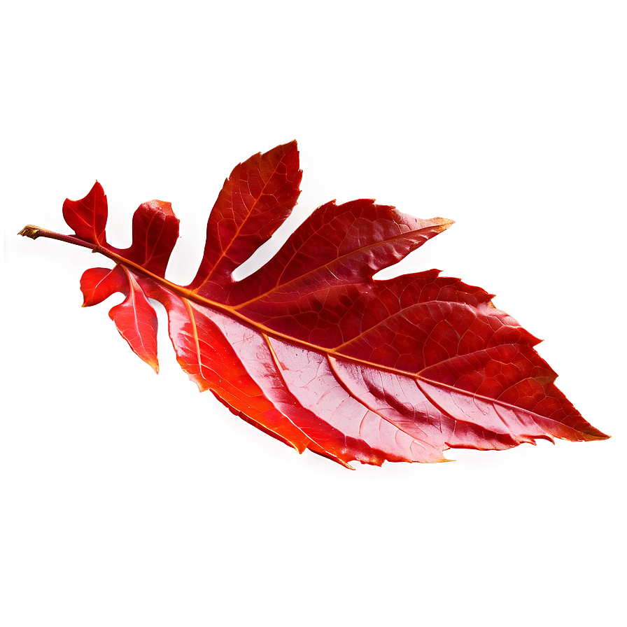 Red Leaf Png Xft