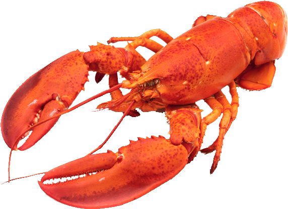 Download Lobster Animals Png Transparent Images Transparent - Lobsters Fish, Png Download PNG with transparent background