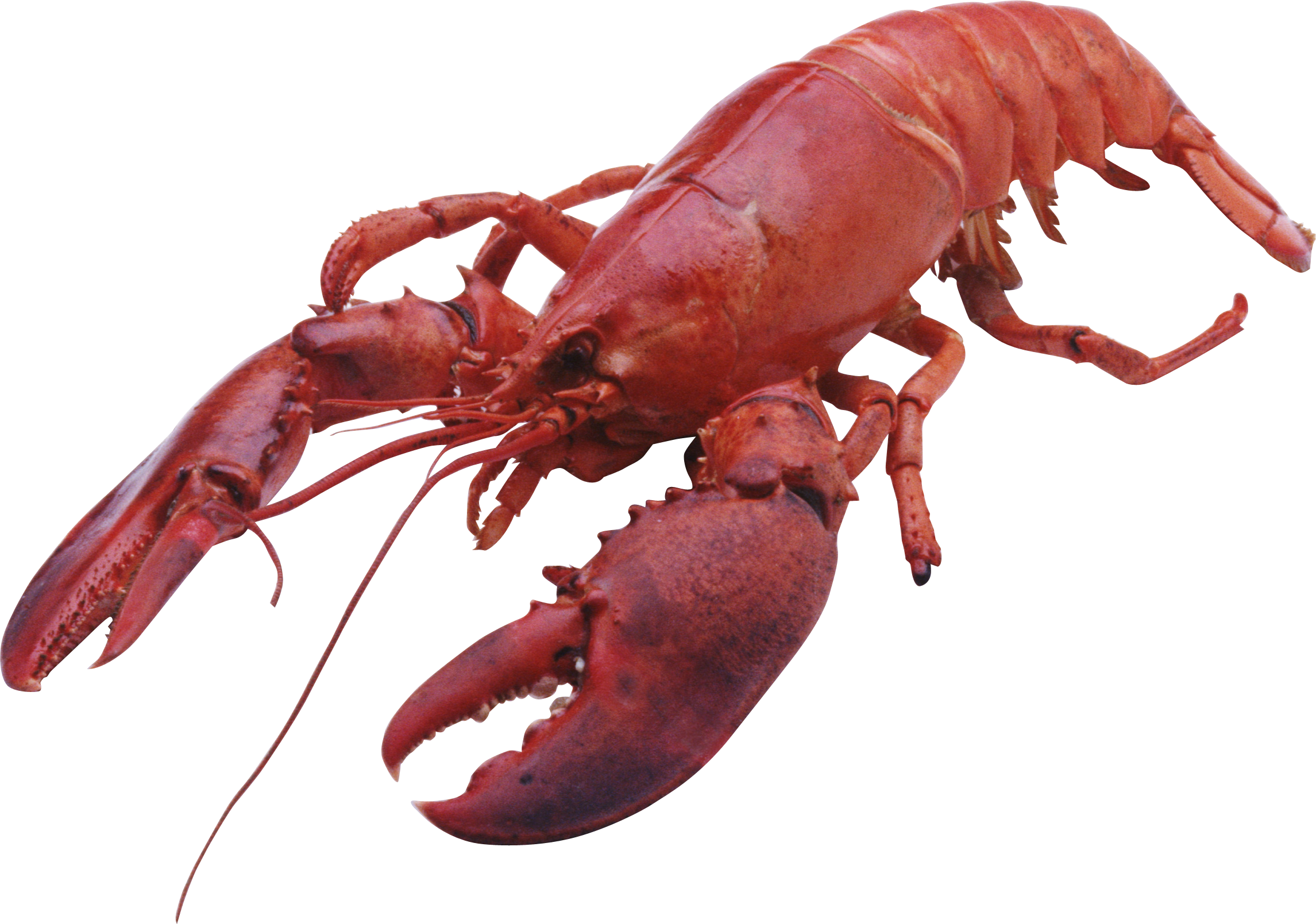 Lobster Png, Transparent Png PNG with transparent background