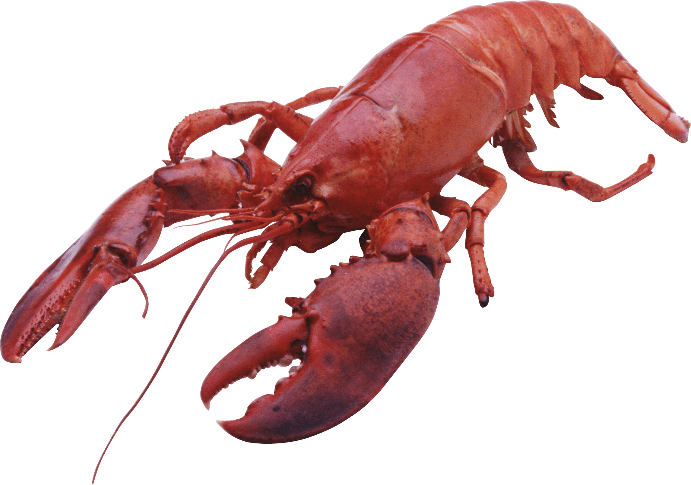 Lobster Large Front - Lobster Png, Transparent Png PNG with transparent background