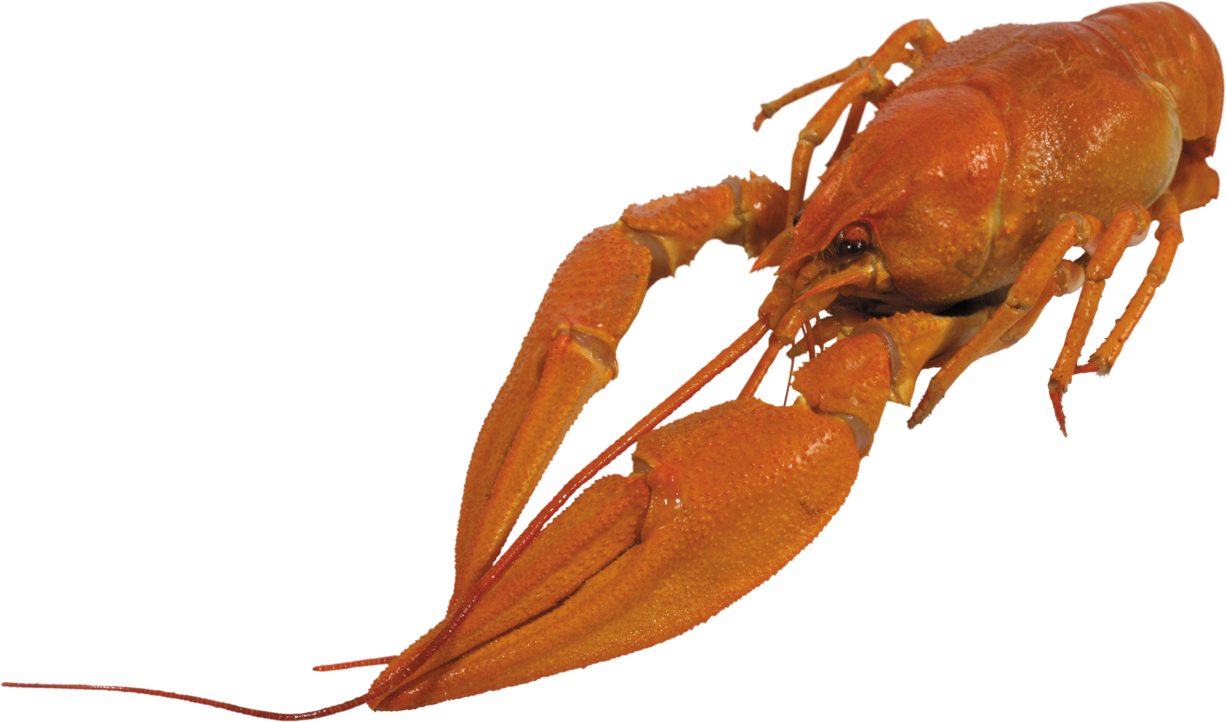 Red Lobster Isolatedon Blue Background.png