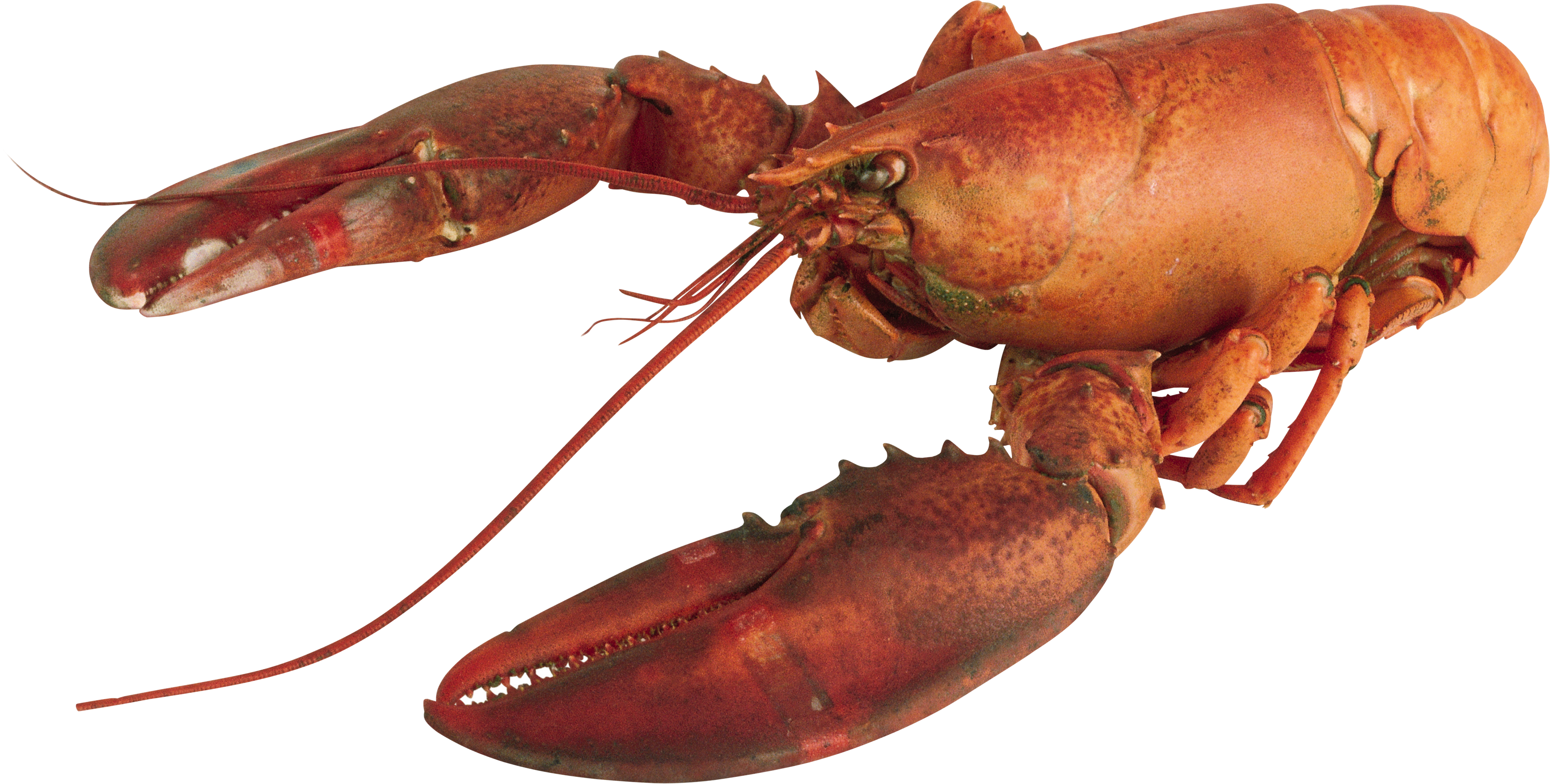 Lobster Png - Lobster With Transparent Background, Png Download PNG with transparent background
