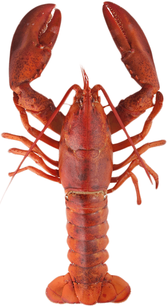 Lobster Top - Lobster Meaning In Urdu, HD Png Download PNG with transparent background