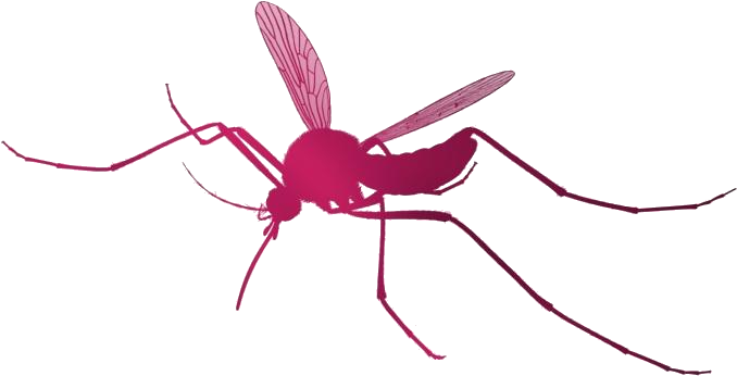 Mosquito Png Transparent Images - Mosquito, Png Download PNG with transparent background
