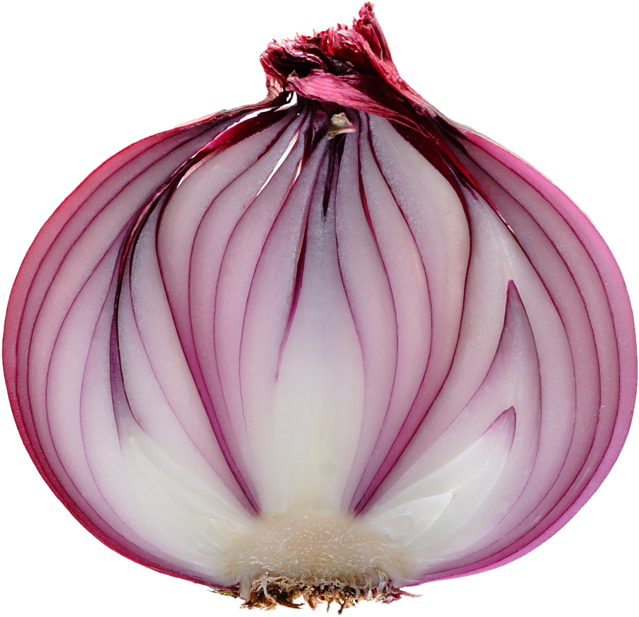 Red Onion Cross Section.png