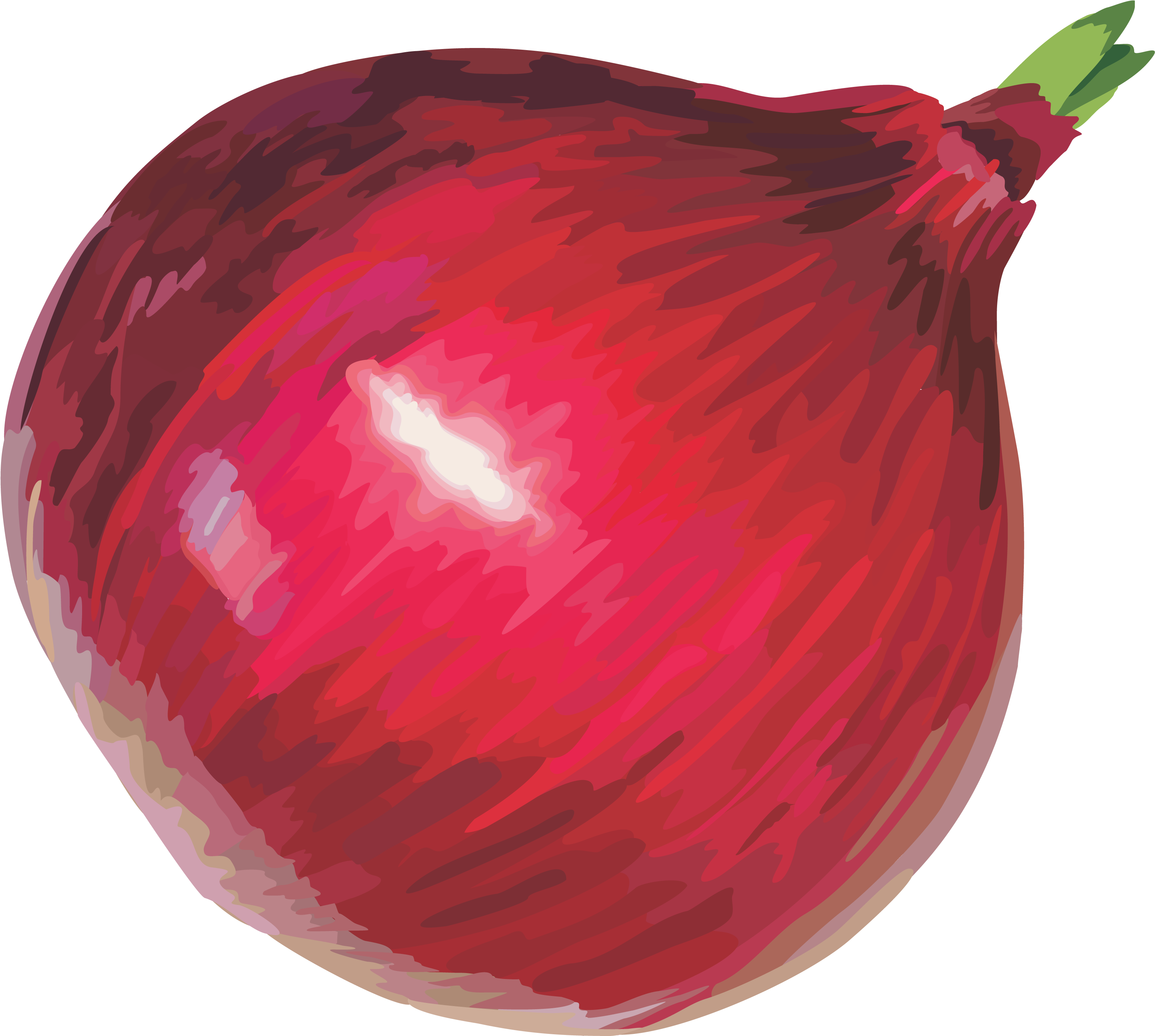 Onion Vector Png - Onion Clipart Png, Transparent Png PNG with transparent background